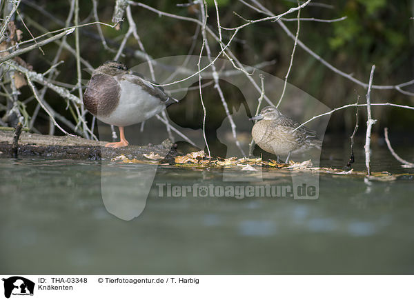 Knkenten / garganey ducks / THA-03348