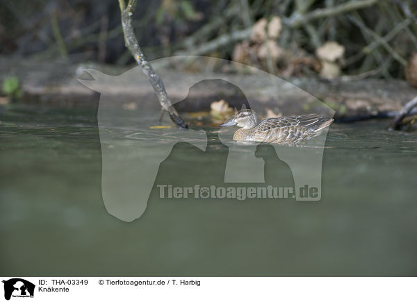 Knkente / garganey duck / THA-03349