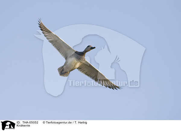 Knkente / garganey duck / THA-05052