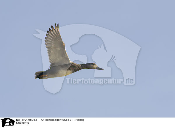 Knkente / garganey duck / THA-05053