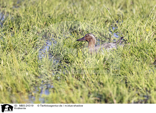 Knkente / Garganey Duck, / MBS-24319