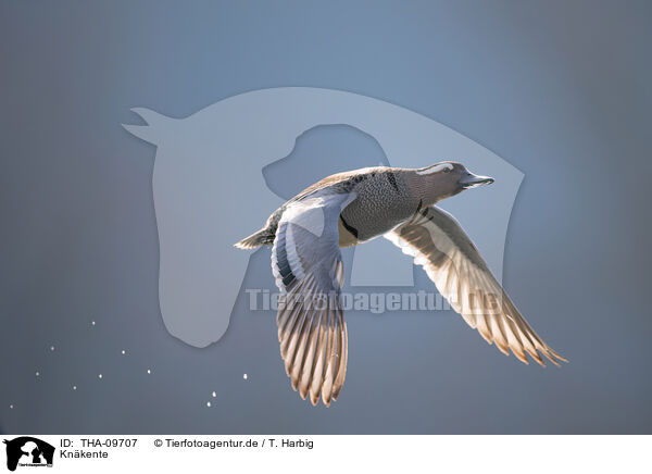 Knkente / garganey duck / THA-09707