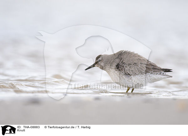 Knutt / Knot / THA-08883