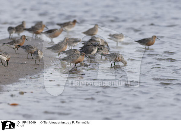 Knutt / great knot / FF-13649