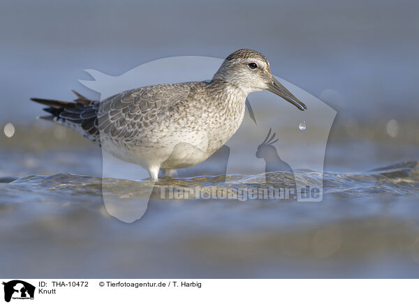 Knutt / THA-10472