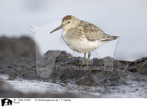 Knutt / THA-10491