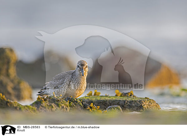 Knutt / MBS-28583
