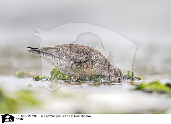 Knutt / MBS-28595