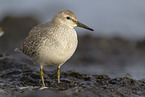 Knutt