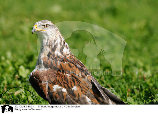 Knigsrauhfubussard / ferruginous hawk / DMS-03821