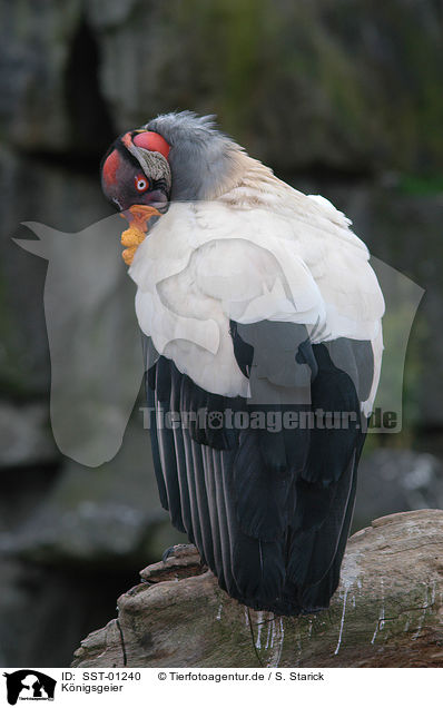 Knigsgeier / king vulture / SST-01240