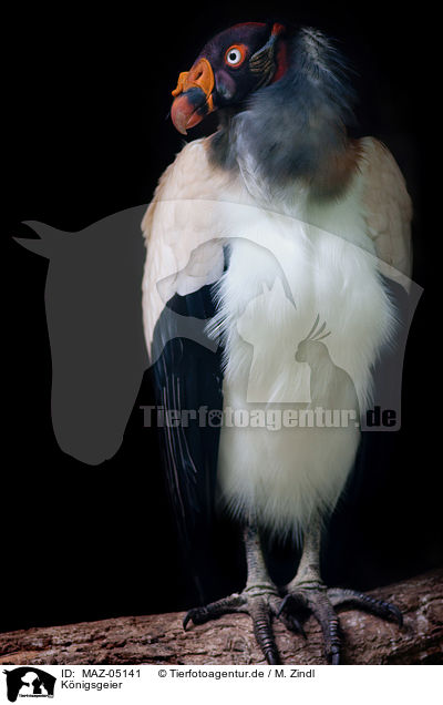 Knigsgeier / American king vulture / MAZ-05141