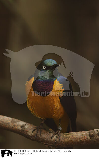 Knigsglanzstar / golden-breasted starling / HL-03357