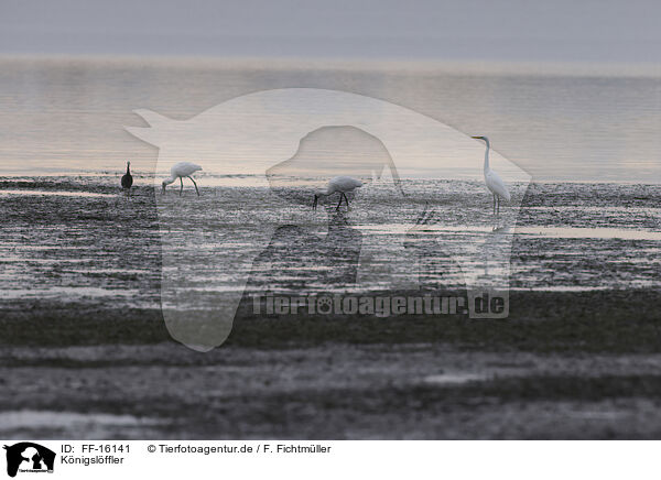 K�nigsl�ffler / FF-16141