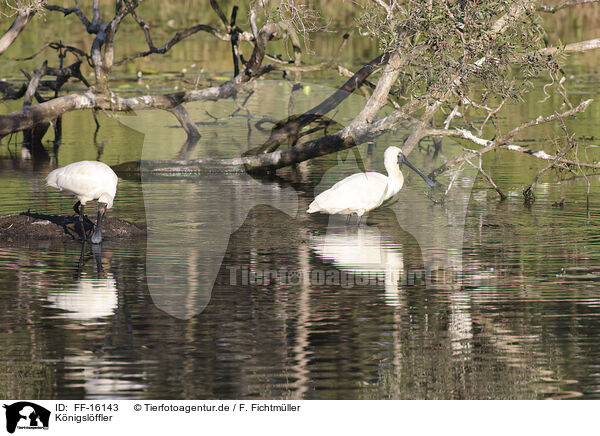 K�nigsl�ffler / black-billed spoonbill / FF-16143