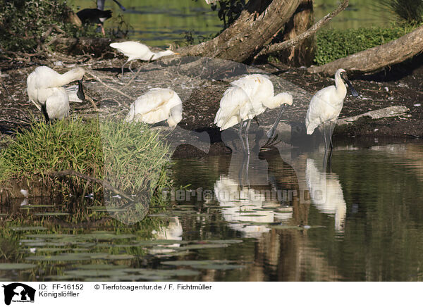 K�nigsl�ffler / black-billed spoonbill / FF-16152