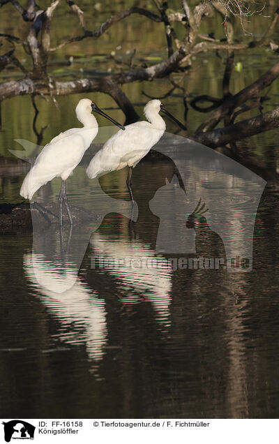 K�nigsl�ffler / FF-16158