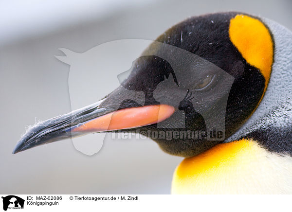 Knigspinguin / king penguin / MAZ-02086