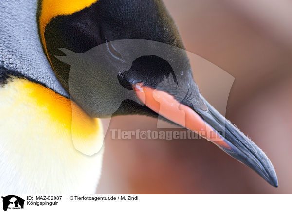 Knigspinguin / king penguin / MAZ-02087