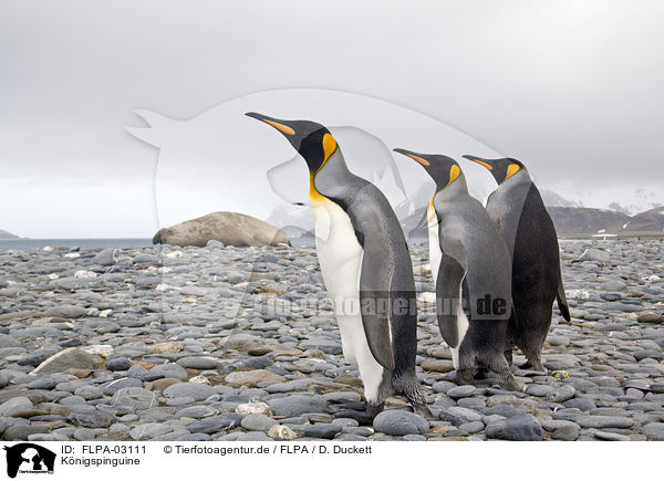 Knigspinguine / King Penguins / FLPA-03111