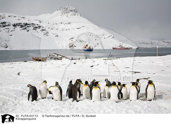 Knigspinguine / King Penguins / FLPA-03112