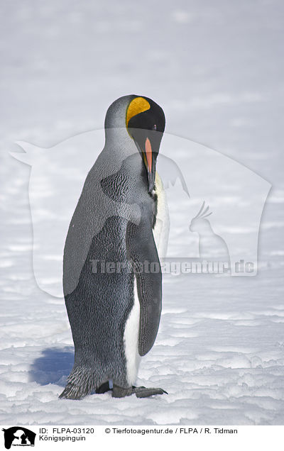 Knigspinguin / King Penguin / FLPA-03120