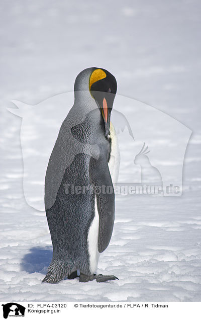 K�nigspinguin / King Penguin / FLPA-03120