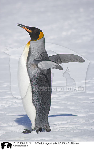 Knigspinguin / King Penguin / FLPA-03121