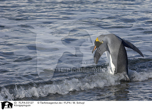 Knigspinguin / King Penguin / FLPA-03127
