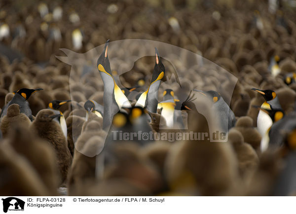 Knigspinguine / King Penguins / FLPA-03128