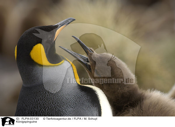 Knigspinguine / King Penguins / FLPA-03130