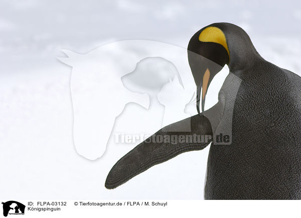Knigspinguin / King Penguin / FLPA-03132