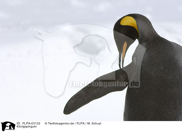 Knigspinguin / FLPA-03132