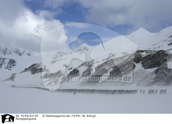 Knigspinguine / King Penguins / FLPA-03135