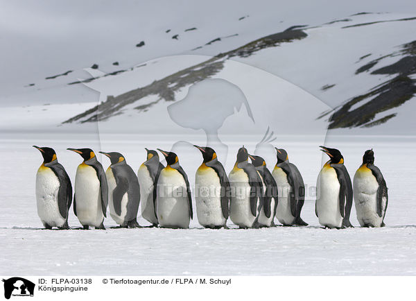 Knigspinguine / King Penguins / FLPA-03138