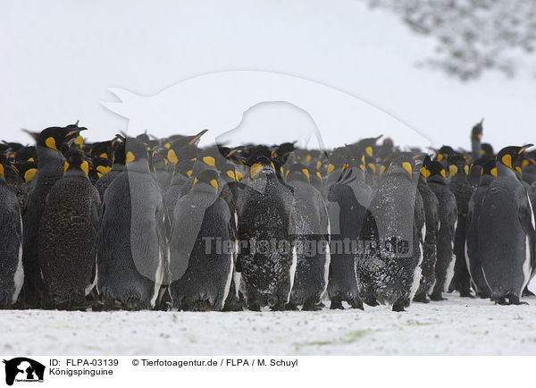 Knigspinguine / King Penguins / FLPA-03139