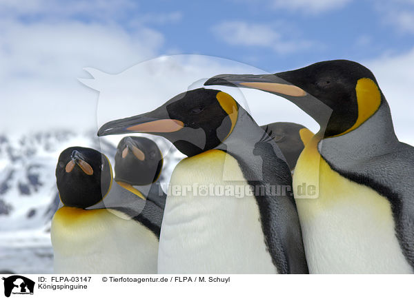 Knigspinguine / King Penguins / FLPA-03147