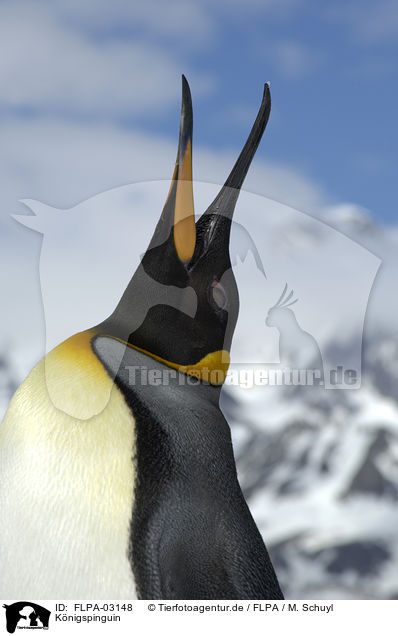 Knigspinguin / King Penguin / FLPA-03148