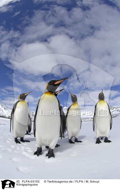 Knigspinguine / King Penguins / FLPA-03152