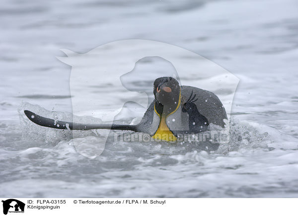 K�nigspinguin / King Penguin / FLPA-03155