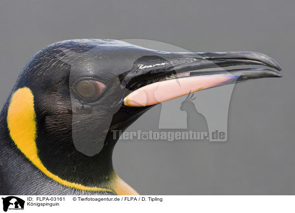 Knigspinguin / King Penguin / FLPA-03161