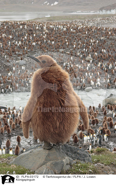 Knigspinguin / FLPA-03172