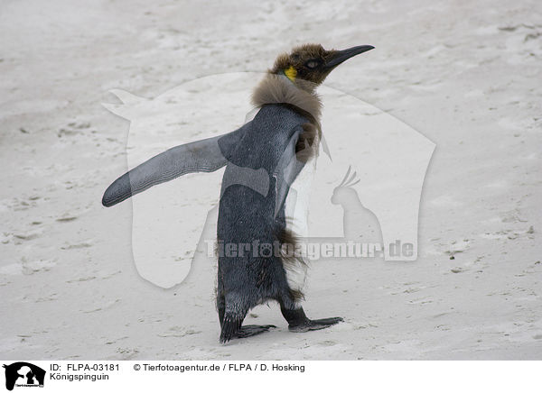 Knigspinguin / FLPA-03181