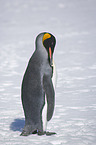 Knigspinguin