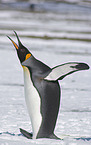 Knigspinguin