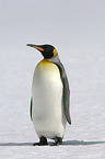 Knigspinguin