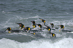 Knigspinguine