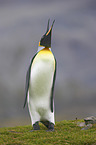 Knigspinguin