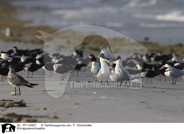 Knigsseeschwalbe / royal tern / FF-13461