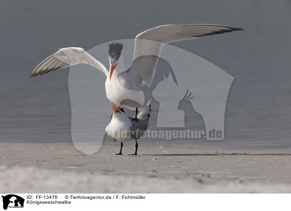 Knigsseeschwalbe / royal tern / FF-13476
